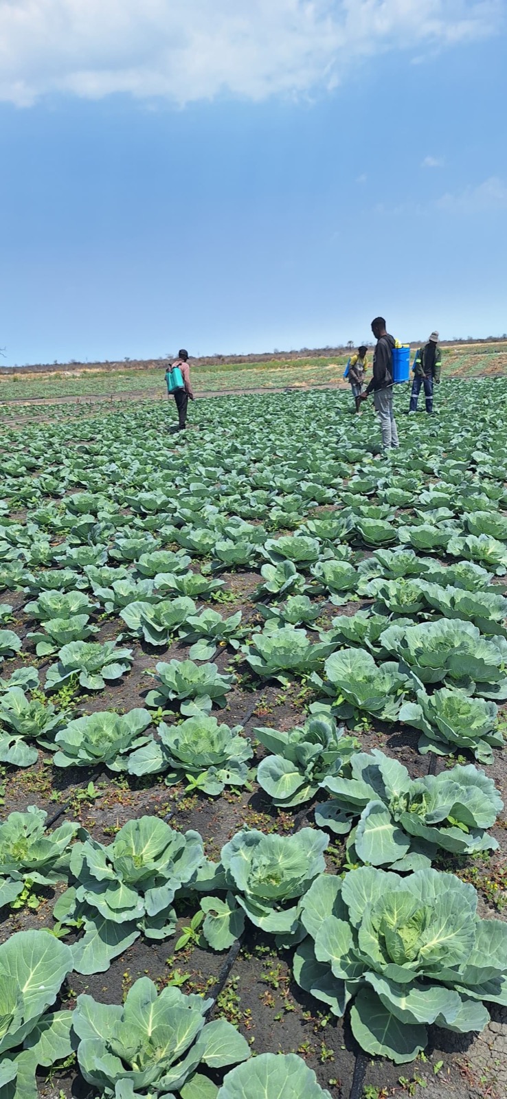 Expansive cabbage fields