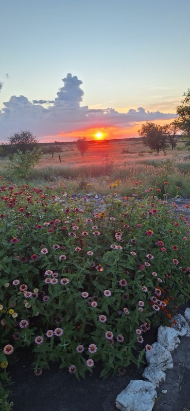 Sunset over farm wildflowers