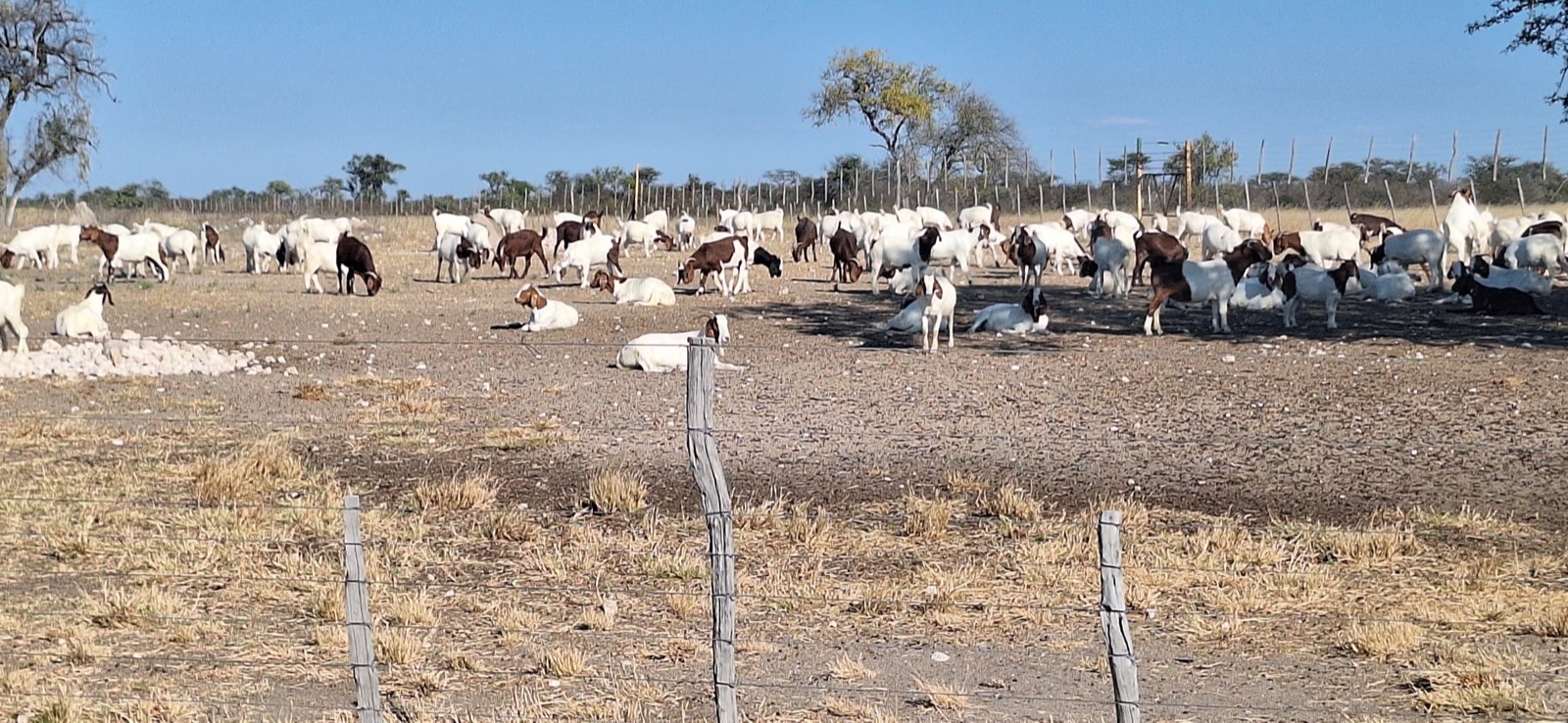 Cattle herd in paddock