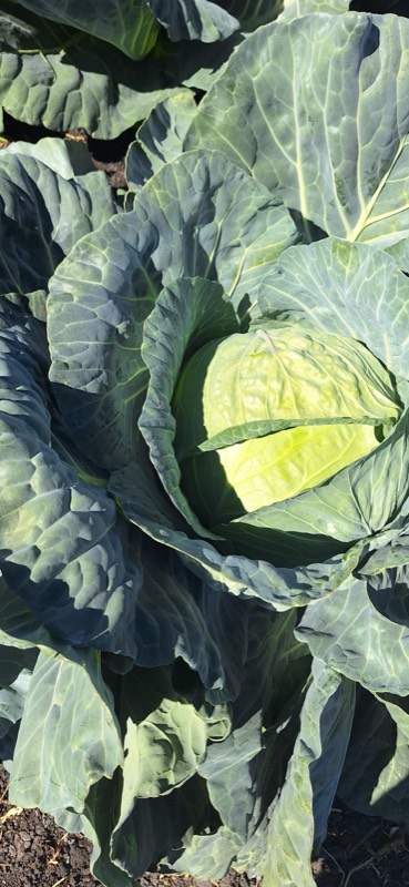 Fresh cabbage close-up